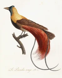 ルパラディルージュ、1802