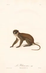 シミア・ペタウリスタ