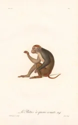 パタス・モンキー（シミア・パタス）