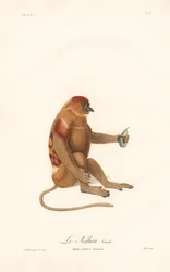 テングザル（Simia nazica）