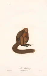 赤吠猿（シミア・ピテチア）