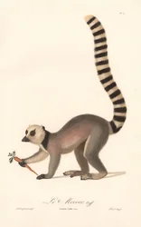 ワオキツネザル（Lemur catta）