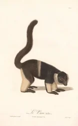 フサオマキキツネザルの品種 (Lemur macaco V.A.)
