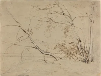 チビタ・カステラーナの木の群生、1826年