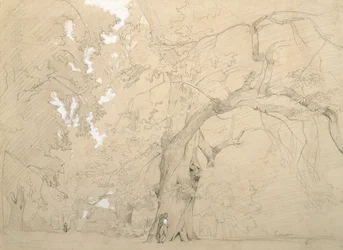 樫の木の前の若い男」1840年頃（紙に鉛筆とガッシュ