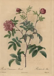 ピンクのシナモンローズ（Rosa majalis）。