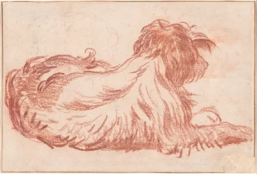 犬