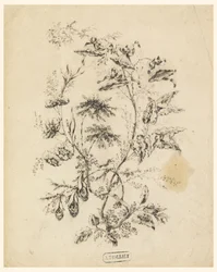 素描「幻の木の枝」1775-1800年