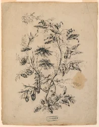 素描「幻の木の枝」1775-1800年