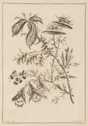 花の枝