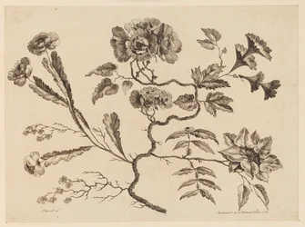 花を買った、「中国の味のさまざまな幻想の花のコレクション」より