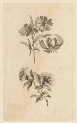 2 つの花の小枝