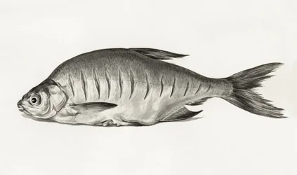 フィッシュ（1775年～1833年）
