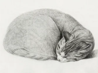 ジャン・ベルナール（1775–1883）作『丸まって横たわり、眠る猫』