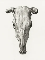 牛の頭蓋骨（正面） 閲覧数(1816)