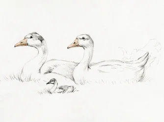 子連れのガチョウ2羽（1775–1833）