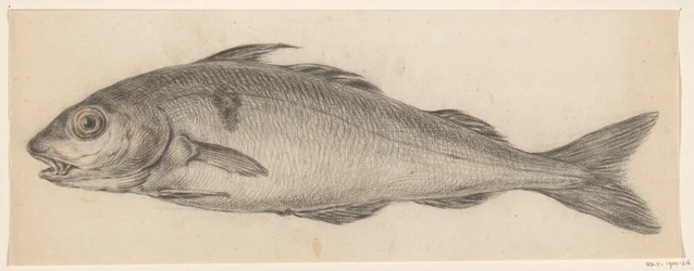魚、左へ