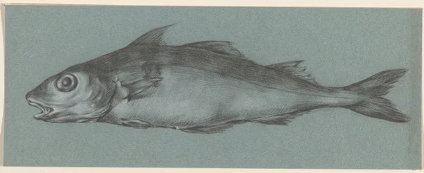 魚、左へ