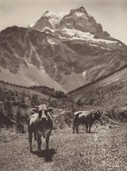 スイス: トーディ