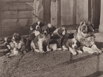 スイス: 有名なセントバーナード犬 (白黒写真)