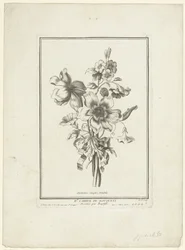 アネモネとヒルガオの花束 イソギンチャク、ヴォルビリス (オブジェクトのタイトル) IIe Cahier de Bouquets (連載タイトル)