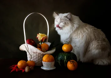 猫と秋の果物の静物画
