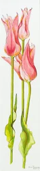 3つの赤いユリの花チューリップマリアンヌ、水彩、2010
