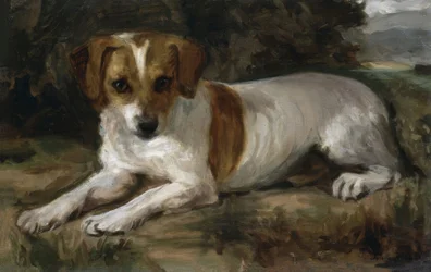 犬