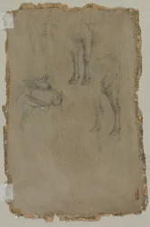 雄牛の研究、1864年。