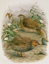 ニュージーランドウズラ、WLブラーによる「ニュージーランドの鳥の歴史」からのイラスト、1887-88年（クロモリト）