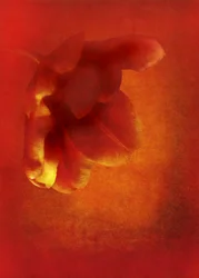 赤い花、2016 デジタル写真アート)