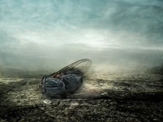 フライ、2013年（写真）