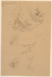 葉と花の研究