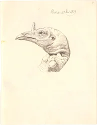 死んだ七面鳥の頭
