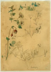 J. Th。Lundbye、植物研究