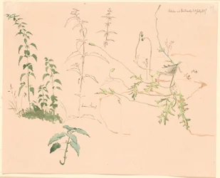 植物研究