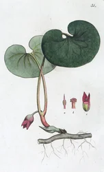 Asarabacca Asarum europaeum, 1804-1811