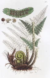 シダの雄 Dryopteris filix-mas, 1804-1811