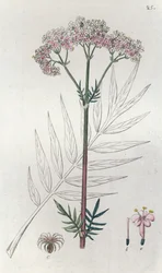 バレリアン Valeriana officinalis、1804-1811