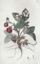 ワイルドストロベリー Fragaria vesca, 1804-1811
