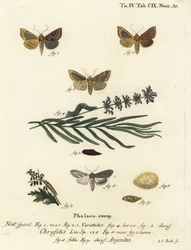 焼けた真鍮の蛾、Diachrysia chrysitis 1～5と、緑の銀色をした鮫、Cucullia argentea 6～9。Eugenius Johann Christoph Esperの『Die Schmetterlinge in Abbildungen nach der Natur, Erlange』の後にJohann Carl Bockが描いた手彩色銅版画。