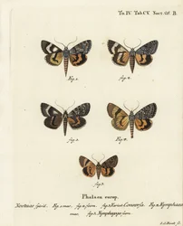 Catocala conversa 1-3, Catocala nymphaea 4, and oak yellow underwing, Catocala nymphagoga 5. Eugenius Johann Christoph EsperのDie Schmetterlinge in Abbildungen nach der Natur, Erlangenの後にJohann Carl Bockが描いた手彩色の銅版画。