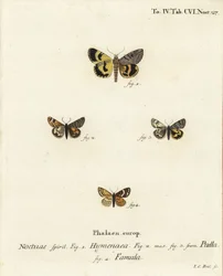 Catocala hymenaea 1, Amerila puella 2,3, Isturgia famula moths 4. Eugenius Johann Christoph EsperのDie Schmetterlinge in Abbildungen nach der Natur, Erlangenの後にJohann Carl Bockが描いた手彩色の銅版画。