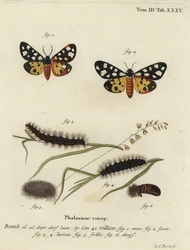 クリームスポットタイガーモス（Epicallia villica）。