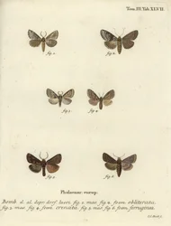 ディンギー・シェル、ダスキー・マーブル・ブラウン、ブラウン・ラスティックの3種類。