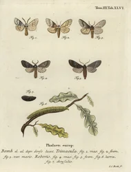 Drymonia dodonaea moth.