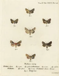 Dusky sallow, Eremobia ochroleuca 1,4, Cynaeda dentalis 2,3, Ear moth, Amphipoea oculea 5,6, and common rustic, Mesapamea secalis 7. Eugenius Johann Christoph EsperのDie Schmetterlinge in AbbildをもとにJohann Carl Bockが描いた手彩色銅版画。