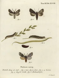 Feathered gothic and Rannoch sprawler moths.