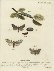 8の字、目立つツバメ、Drymonia velitaris moth。