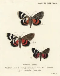 フレンチレッドアンダーウィング（Catocala elocata 1,2）、ダーククリムゾンアンダーウィング（Catocala sponsa 3）、Eugenius Johann Christoph EsperのDie Schmetterlinge in Abbildungen nach der Natur, Erlangenの後にJohann Carl Bockが描いた手彩色銅版画